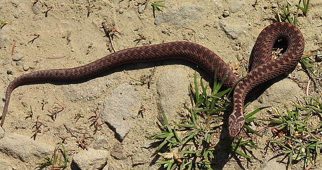 Żmija zygzakowata (Vipera berus)