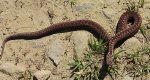 Żmija zygzakowata (Vipera berus)