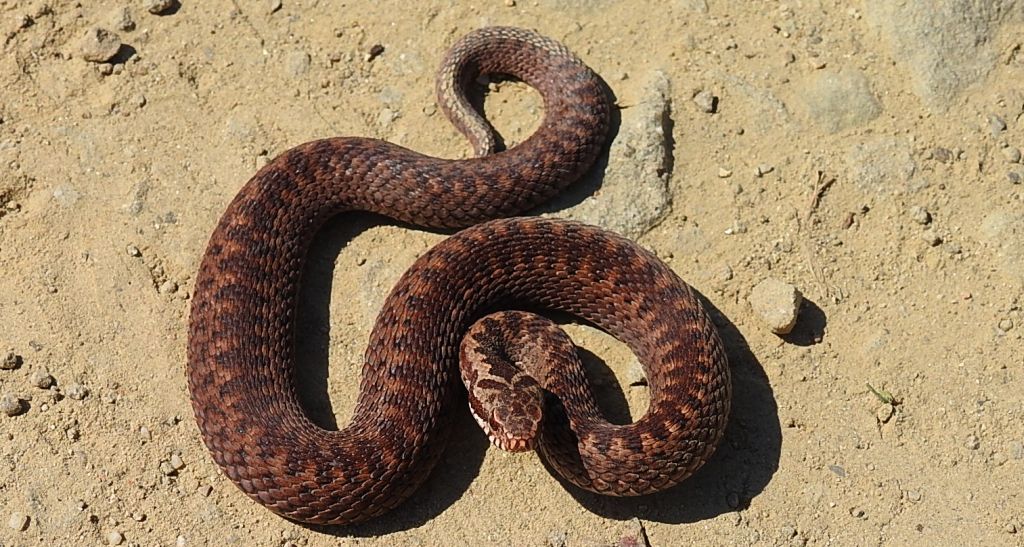 Żmija zygzakowata (Vipera berus)
