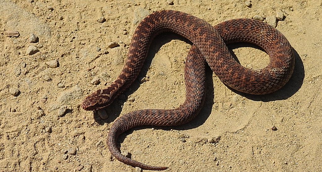 Żmija zygzakowata (Vipera berus)