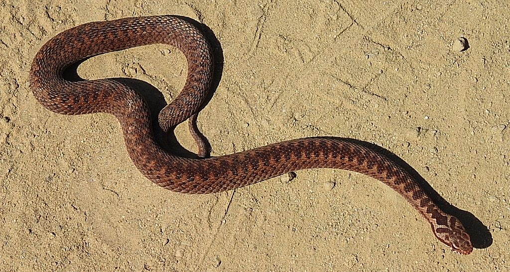 Żmija zygzakowata (Vipera berus)