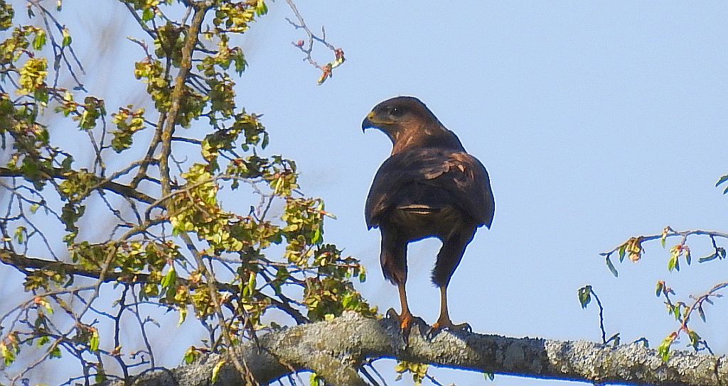 Myszołów zwyczajny, myszołów (Buteo buteo)
