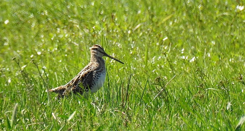 Bekas dubelt, dubelt (Gallinago media)