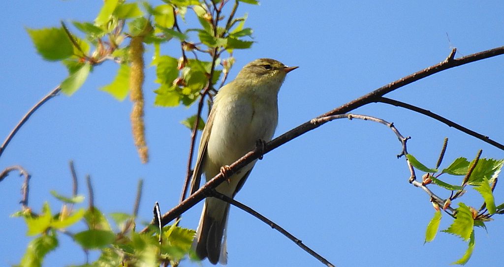 Piecuszek (Phylloscopus trochilus)