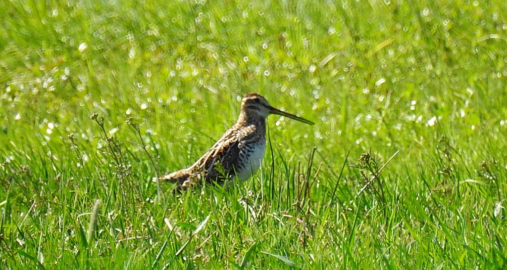 Bekas dubelt, dubelt (Gallinago media)