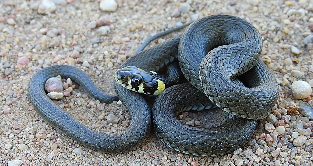 Zaskroniec zwyczajny, zaskroniec (Natrix natrix)