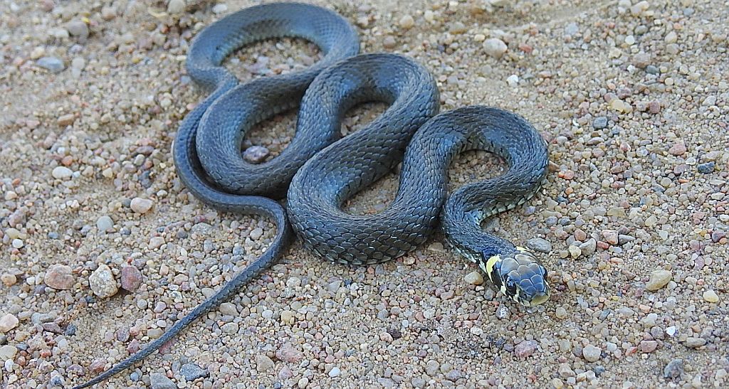 Zaskroniec zwyczajny, zaskroniec (Natrix natrix)