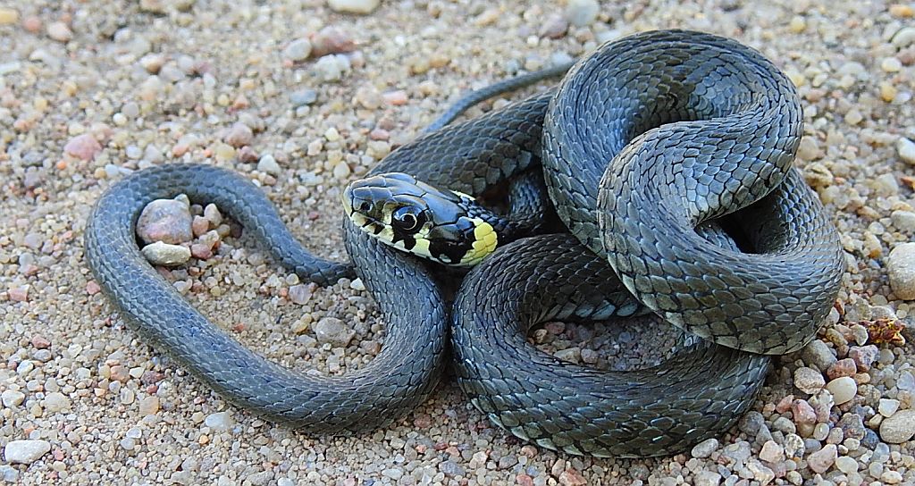 Zaskroniec zwyczajny, zaskroniec (Natrix natrix)