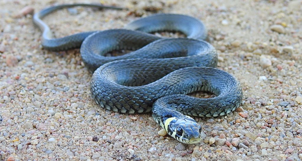 Zaskroniec zwyczajny, zaskroniec (Natrix natrix)