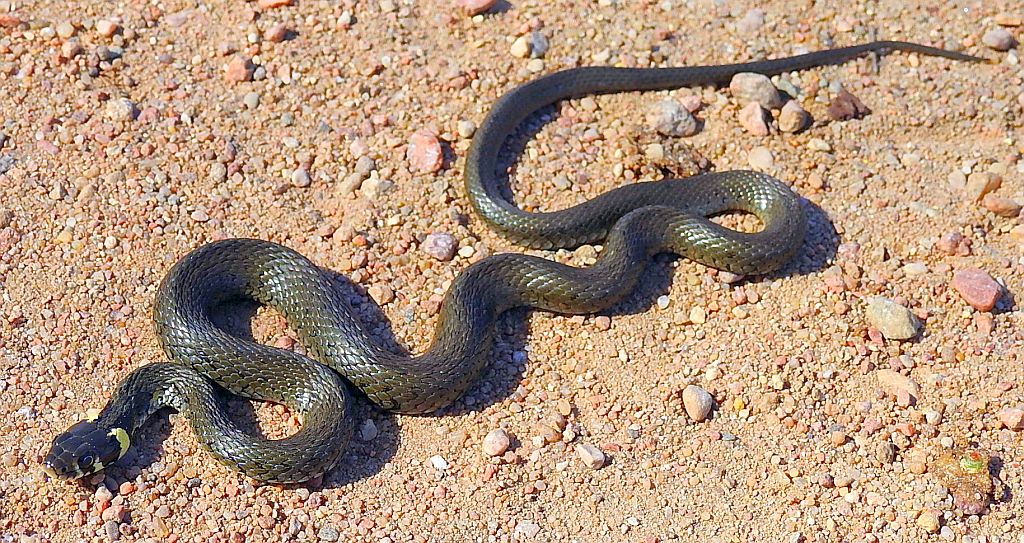 Zaskroniec zwyczajny, zaskroniec (Natrix natrix)