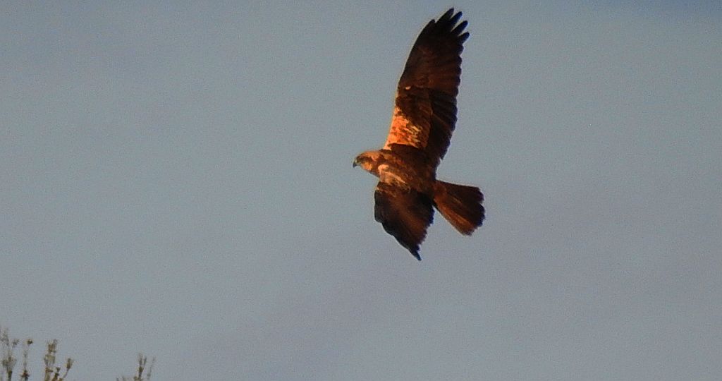 Błotniak stawowy (Circus aeruginosus)