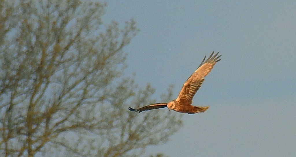 Błotniak stawowy (Circus aeruginosus)
