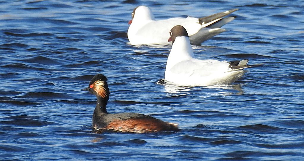 Perkoz zausznik (Podiceps nigricollis)