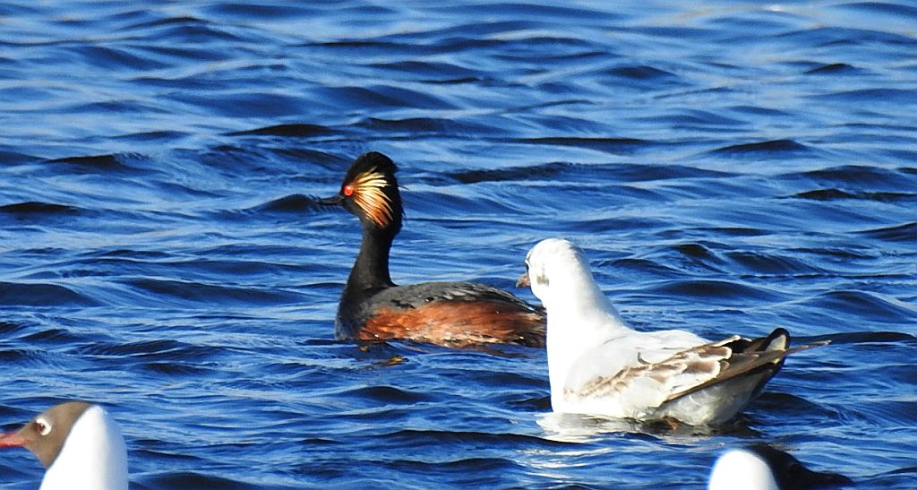 Perkoz zausznik (Podiceps nigricollis)