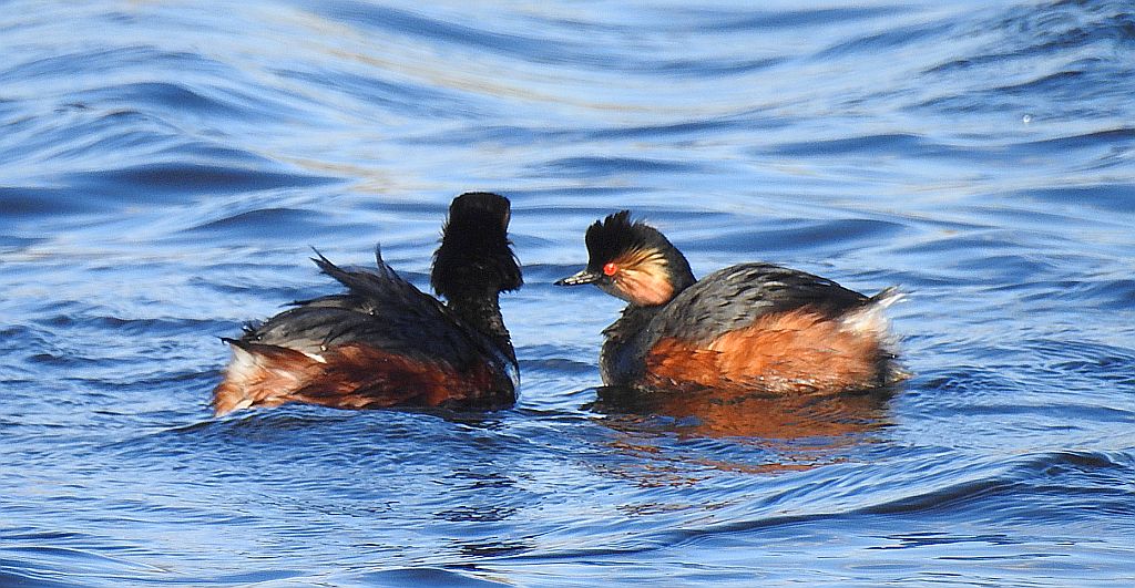 Perkoz zausznik (Podiceps nigricollis)