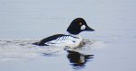 Gągoł (Bucephala clangula)