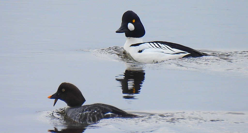 Gągoł (Bucephala clangula)