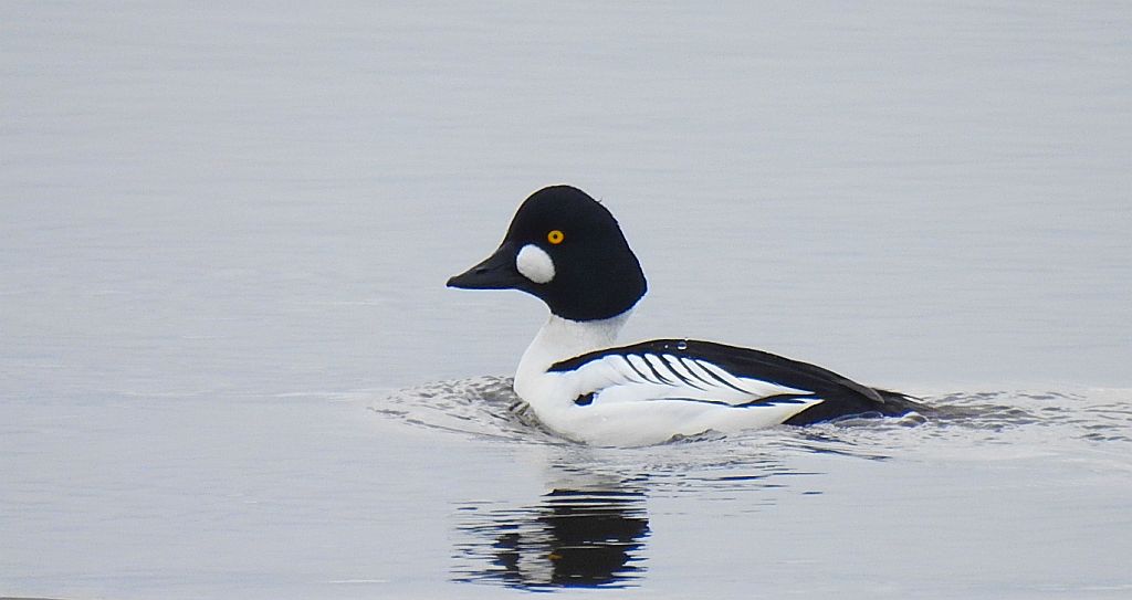 Gągoł (Bucephala clangula)