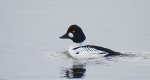 Gągoł (Bucephala clangula)