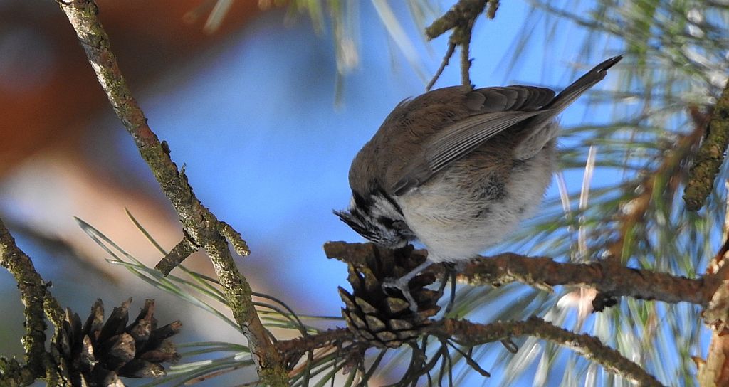 Czubatka europejska, czubatka, sikora czubatka, sikora czubata (Lophophanes cristatus)