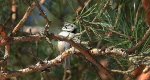 Czubatka europejska, czubatka, sikora czubatka, sikora czubata (Lophophanes cristatus)