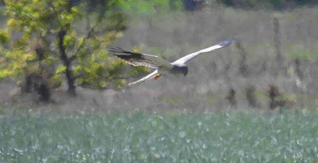Błotniak łąkowy (Circus pygargus)