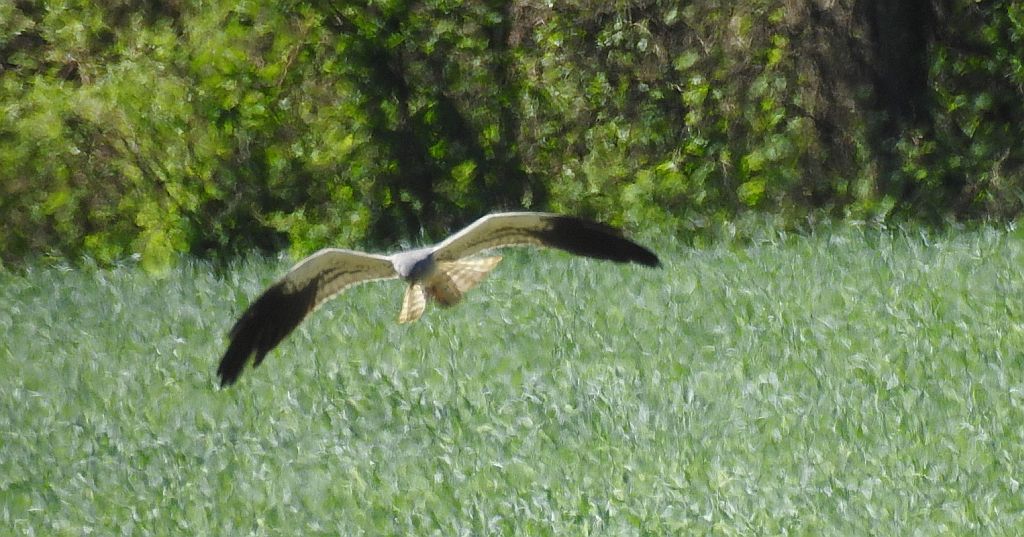 Błotniak łąkowy (Circus pygargus)