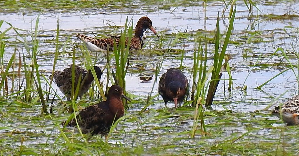 Batalion, bojownik batalion, biegus bojownik, bojownik zmienny (Calidris pugnax)