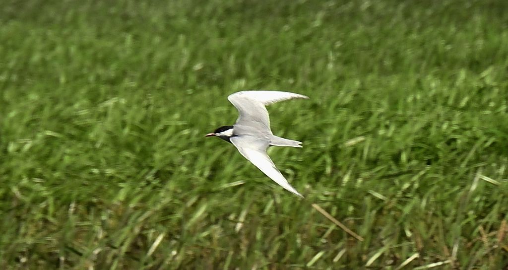 Rybitwa czarna (Chlidonias niger)
