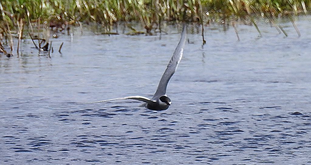 Rybitwa czarna (Chlidonias niger)