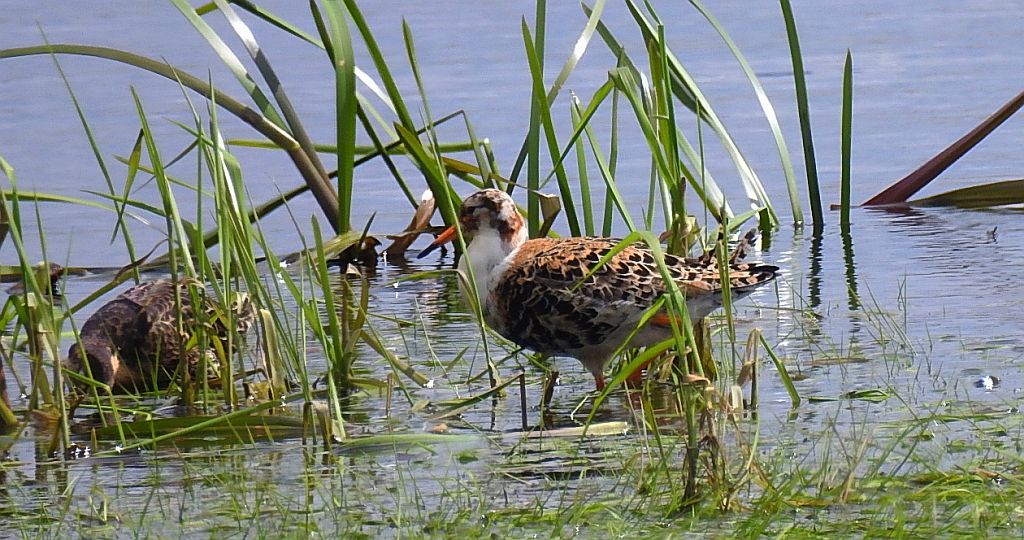 Batalion, bojownik batalion, biegus bojownik, bojownik zmienny (Calidris pugnax)