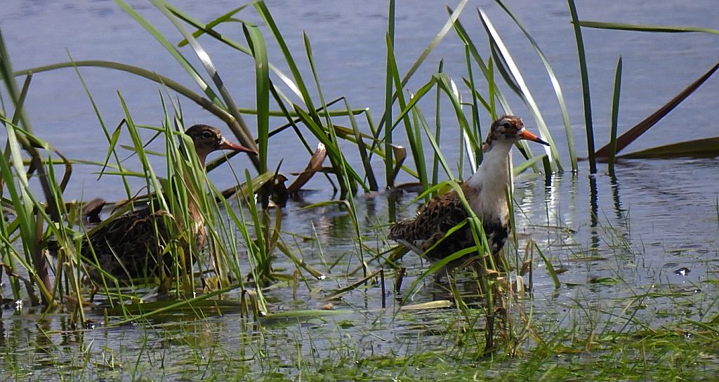 Batalion, bojownik batalion, biegus bojownik, bojownik zmienny (Calidris pugnax)