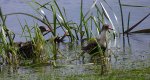 Batalion, bojownik batalion, biegus bojownik, bojownik zmienny (Calidris pugnax)