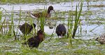 Batalion, bojownik batalion, biegus bojownik, bojownik zmienny (Calidris pugnax)