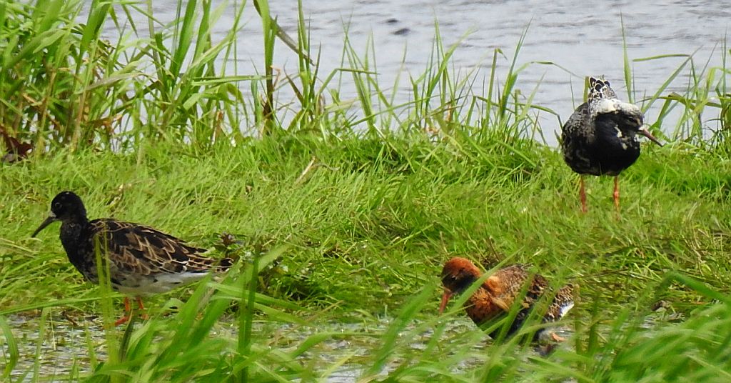 Batalion, bojownik batalion, biegus bojownik, bojownik zmienny (Calidris pugnax)