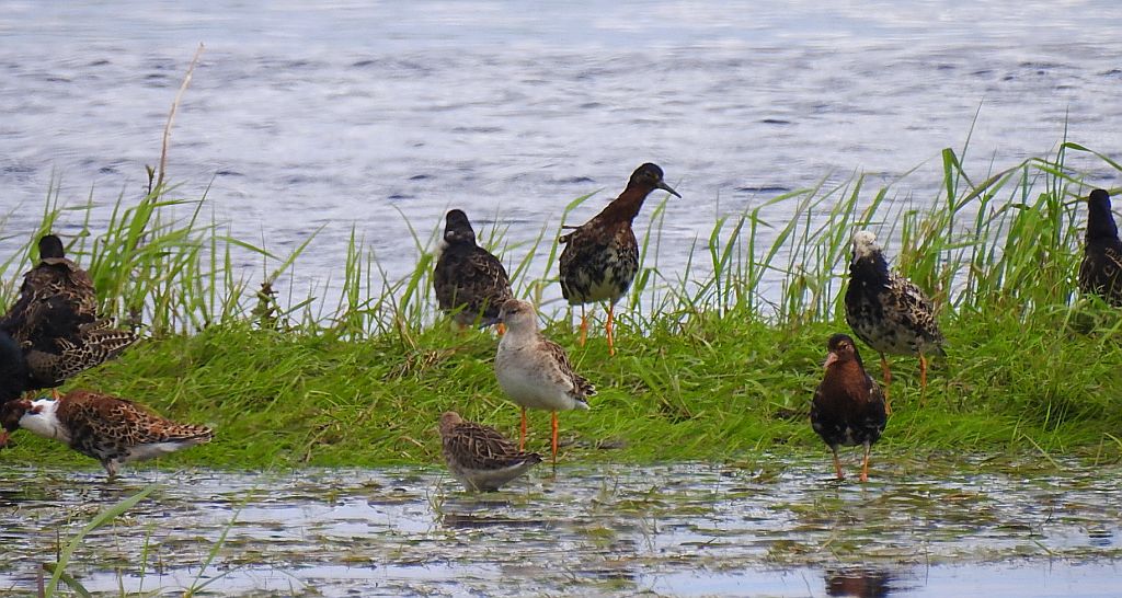 Batalion, bojownik batalion, biegus bojownik, bojownik zmienny (Calidris pugnax)