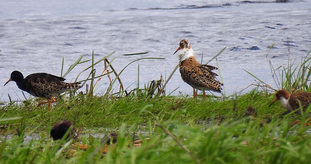Batalion, bojownik batalion, biegus bojownik, bojownik zmienny (Calidris pugnax)