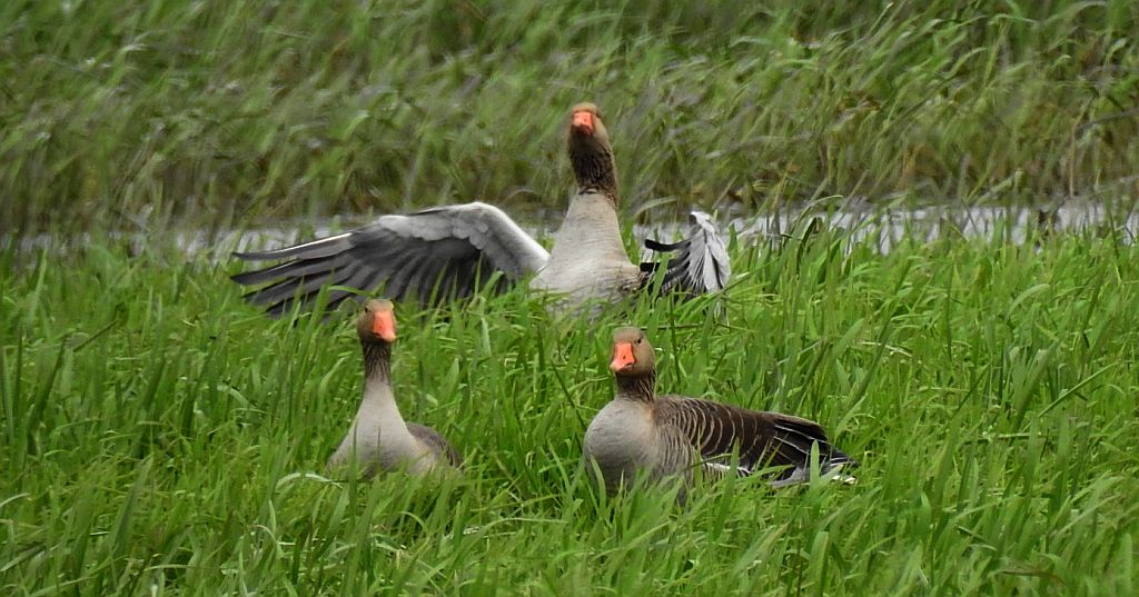 Gęgawa, gęś gęgawa (Anser anser), łabędź niemy (Cygnus olor)