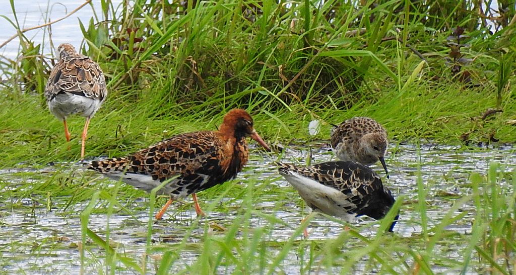 Batalion, bojownik batalion, biegus bojownik, bojownik zmienny (Calidris pugnax)