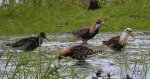 Batalion, bojownik batalion, biegus bojownik, bojownik zmienny (Calidris pugnax)