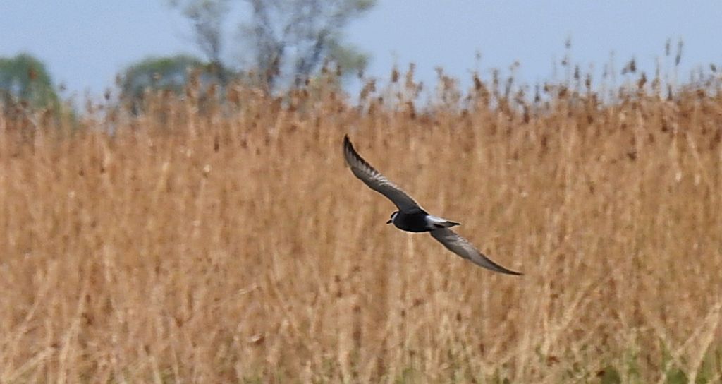 Rybitwa czarna (Chlidonias niger)