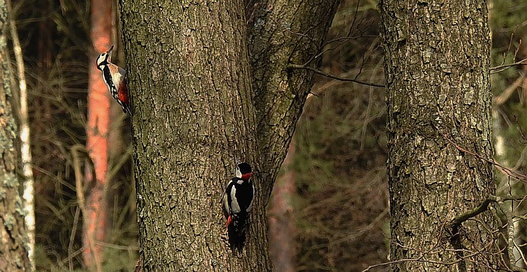 Dzięcioł duży, dzięcioł pstry większy (Dendrocopos major)