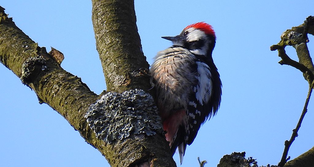 Dzięcioł średni (Dendrocopos medius)