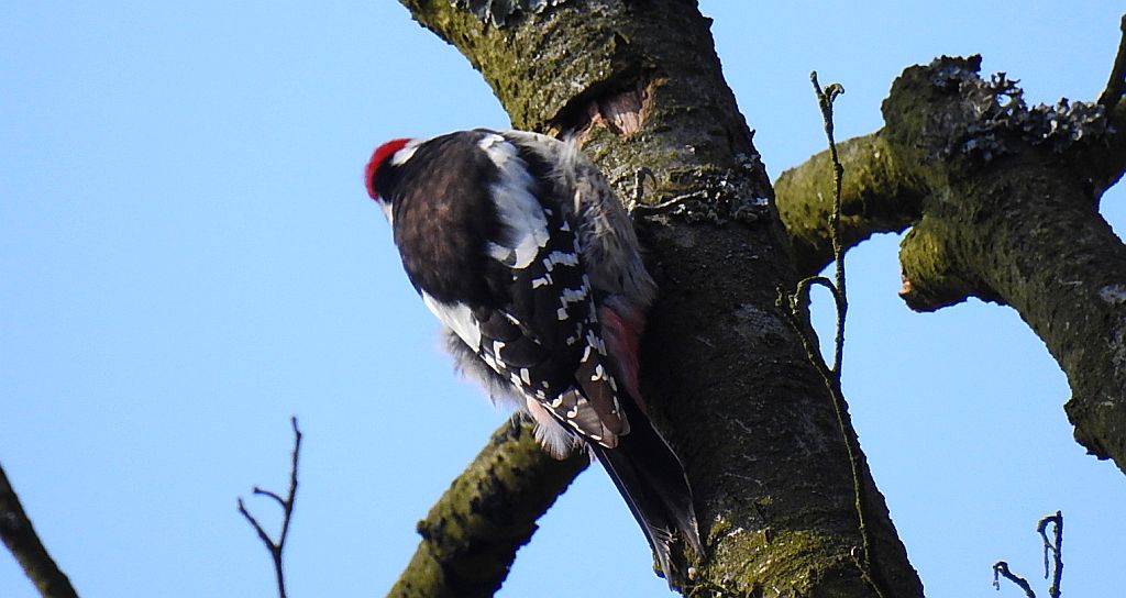 Dzięcioł średni (Dendrocopos medius)