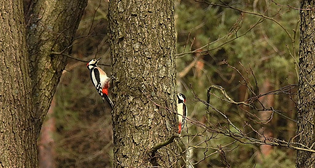Dzięcioł duży, dzięcioł pstry większy (Dendrocopos major)