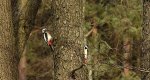 Dzięcioł duży, dzięcioł pstry większy (Dendrocopos major)