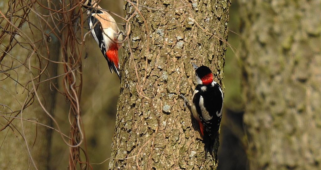 Dzięcioł duży, dzięcioł pstry większy (Dendrocopos major)