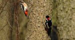 Dzięcioł duży, dzięcioł pstry większy (Dendrocopos major)
