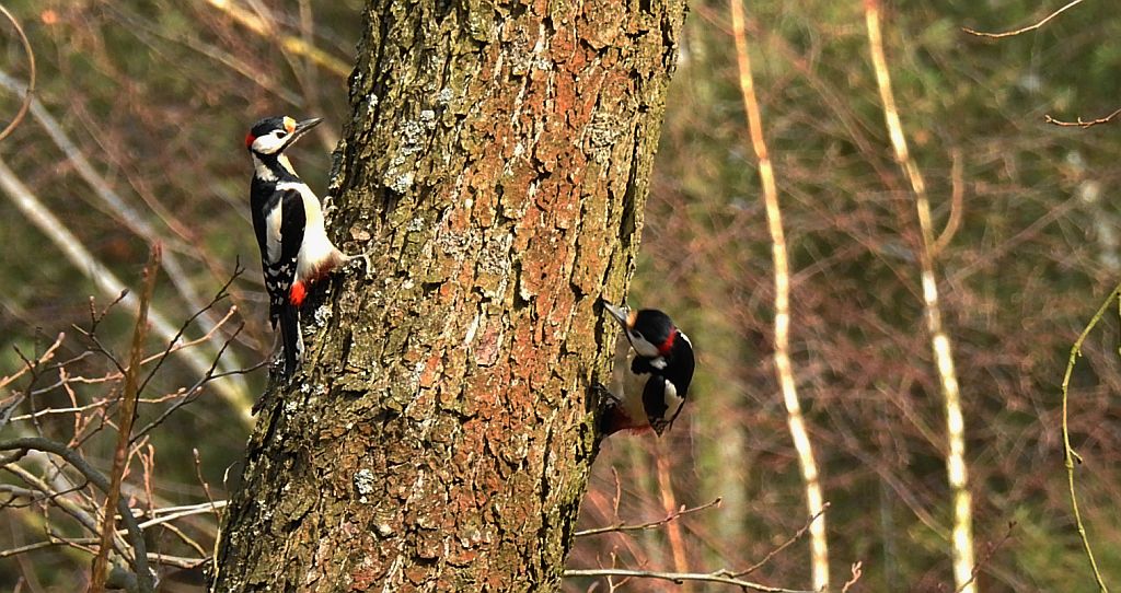 Dzięcioł duży, dzięcioł pstry większy (Dendrocopos major)
