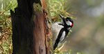 Dzięcioł duży, dzięcioł pstry większy (Dendrocopos major)